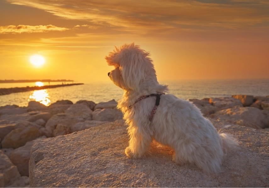 Traveling with pets can be very scary. Owners may worry about how their pets will act and the safety of their pets. Traveling with pets. Organise. Planning. View on UCAN blog. www.ucandoit.co.za