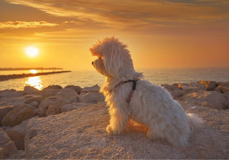 Traveling with pets can be very scary. Owners may worry about how their pets will act and the safety of their pets. Traveling with pets. Organise. Planning. View on UCAN blog. www.ucandoit.co.za